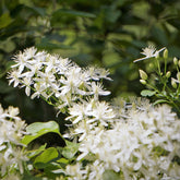 Clematis terniflora Sweet Autumn - Willemse