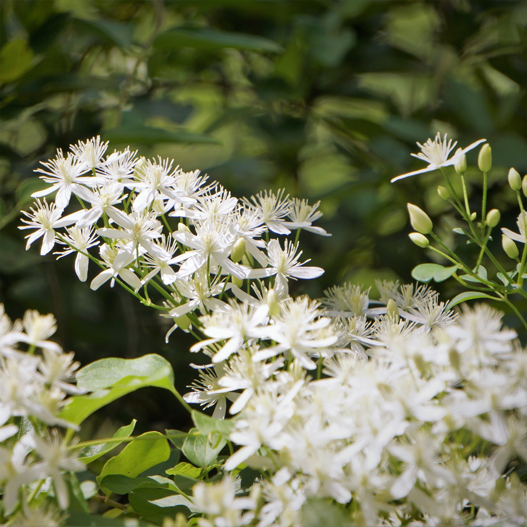 Clematis terniflora Sweet Autumn - Willemse