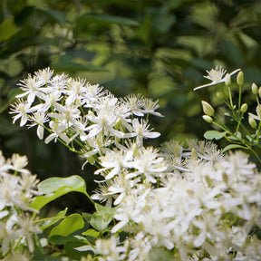 Clematis terniflora Sweet Autumn - Willemse