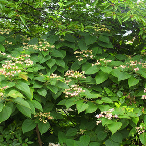 Losbaum (Clerodendrum) - Clerodendrum trichotomum - Willemse