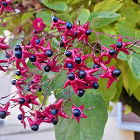 Blühende Sträucher - Losbaum (Clerodendrum) - Clerodendrum trichotomum