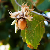 Haselnuss ‘Webb’s Prize Cob’ - Corylus avellana Webbs Prize Cobb - Willemse