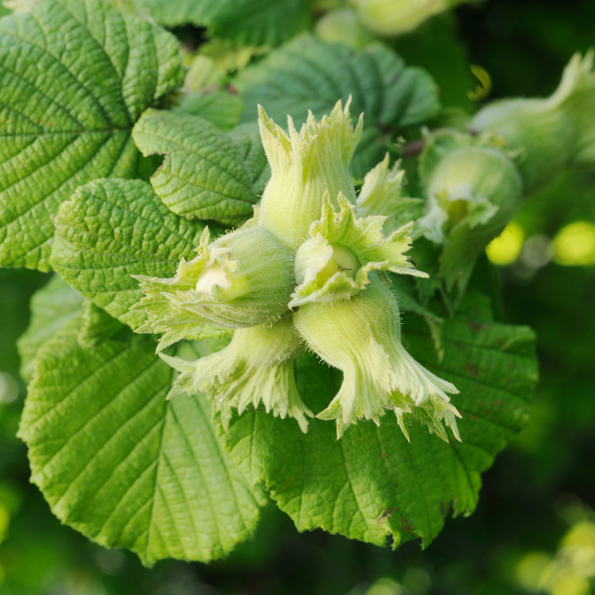 Haselnuss ‘Merveille de Bollwiller’ - Corylus maxima Merveille de Bollwiller - Willemse