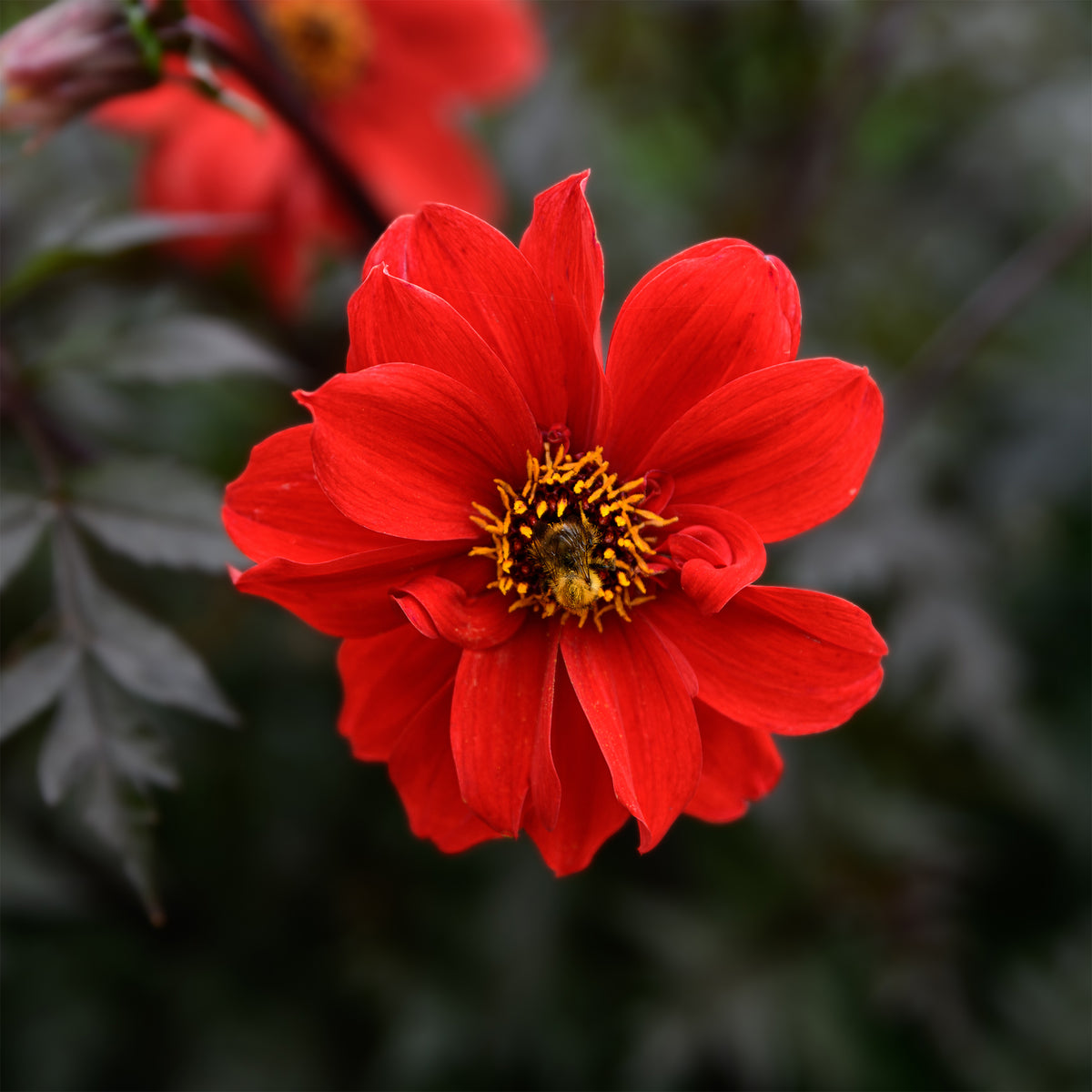 Dahlie ‘Bishop of Llandaff’ - Dahlia Bishop of Llandaff - Willemse