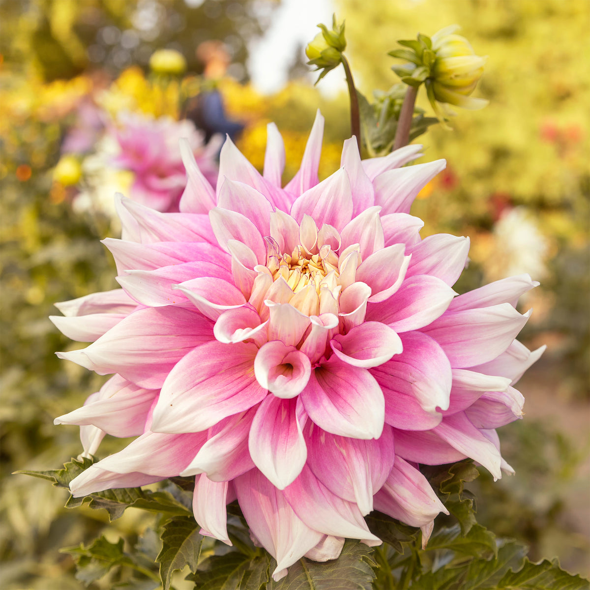 Dekorative Dahlie Break Out - Dahlia Break Out - Willemse