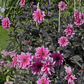 Dekorative Dahlie Fascination - Dahlia Fascination - Willemse