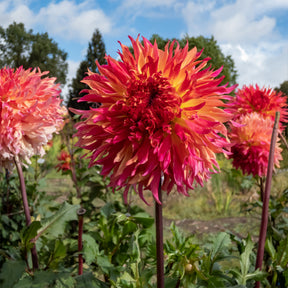 Dahlie ‘Myrtle’s Folly’ - Dahlia fubuki Myrtle's Folly - Willemse