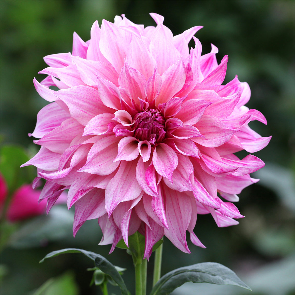 Dahlie ‘Cafe au Lait Rose’ - Willemse