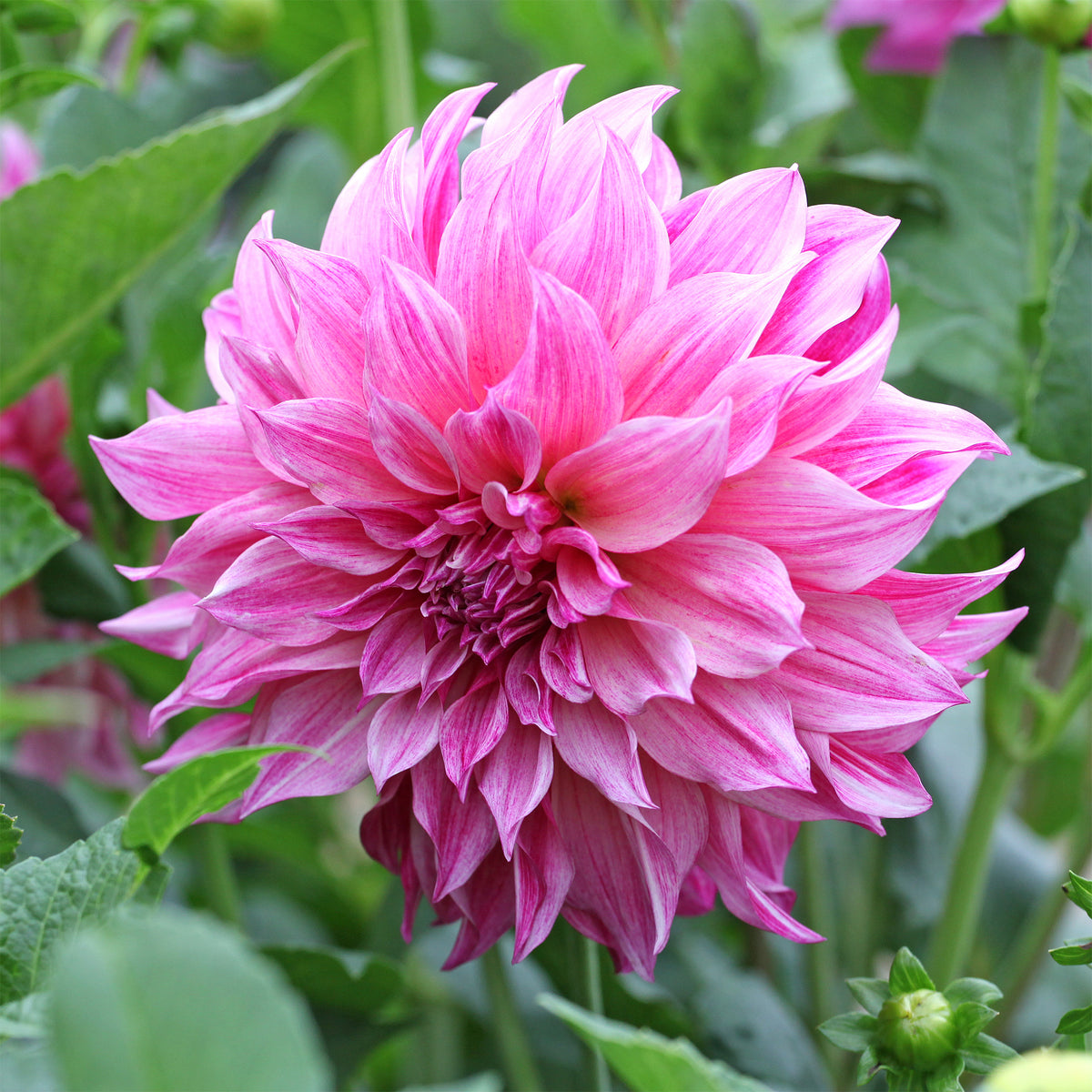 Dahlie ‘Cafe au Lait Rose’ - Dahlia Café au Lait Rose - Willemse