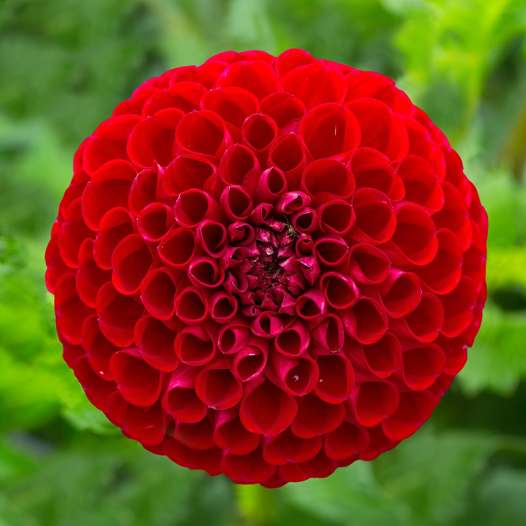 Pompon-Dahlie Cornel - Willemse