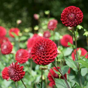 Pompon-Dahlie Cornel - Dahlia Cornel - Willemse