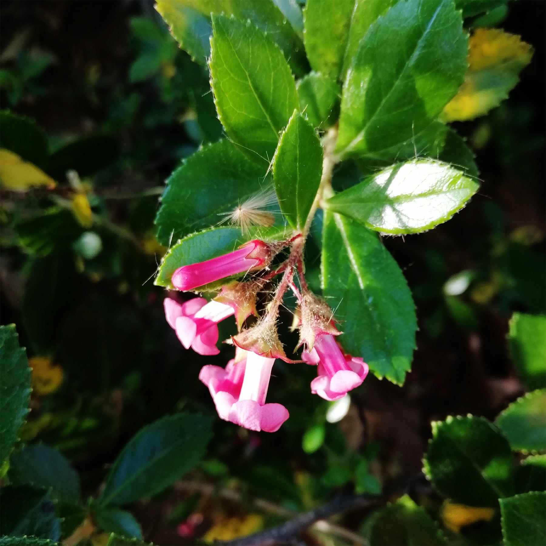 Escallonia rubra ‘Macrantha’ - Escallonia rubra macrantha - Willemse
