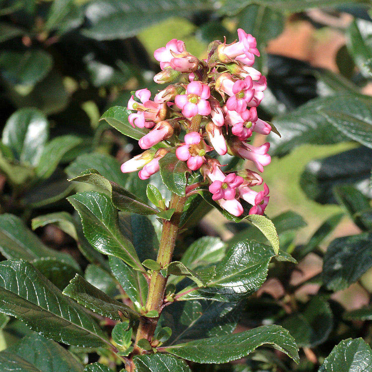 Escallonia rubra ‘Macrantha’ - Willemse