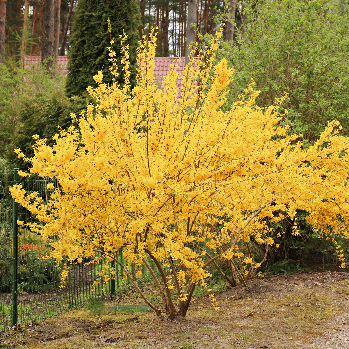 Forsythie Lynwood Gold - Willemse