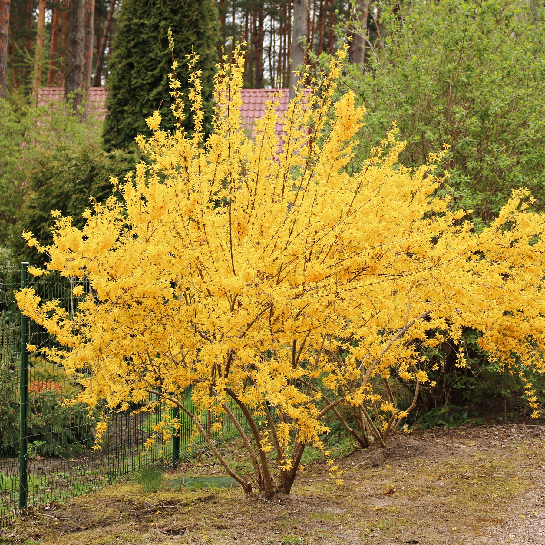 Forsythie Lynwood Gold - Willemse