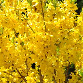 Forsythie Lynwood Gold - Forsythia x intermedia Lynwood Gold - Willemse