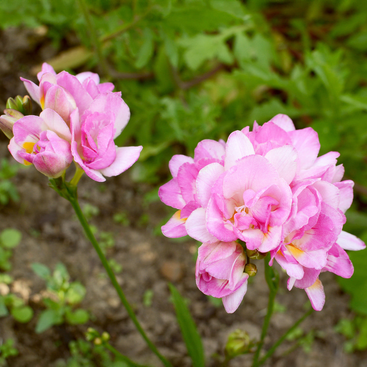 Gefüllte Freesien rosa (x25) - Willemse