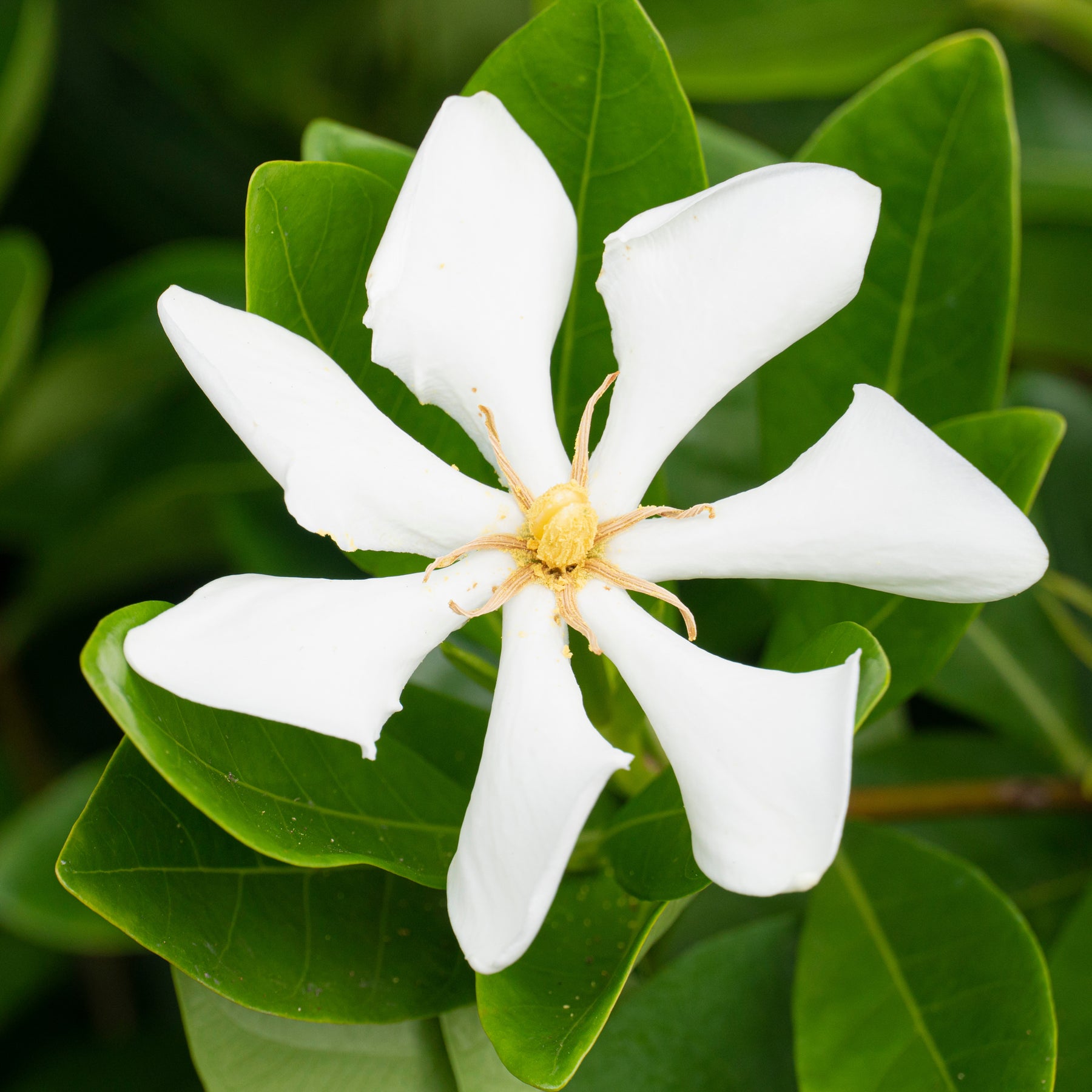 Gardenie 'Pinwheel' - Willemse