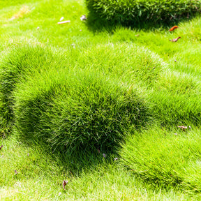 Mascarenengras - Zoysia tenuifolia - Willemse