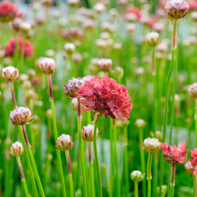 Grasnelke ‘Ballerina Red’ - Willemse