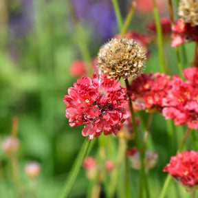 Grasnelke ‘Ballerina Red’ - Armeria pseudarmeria Ballerina Red - Willemse