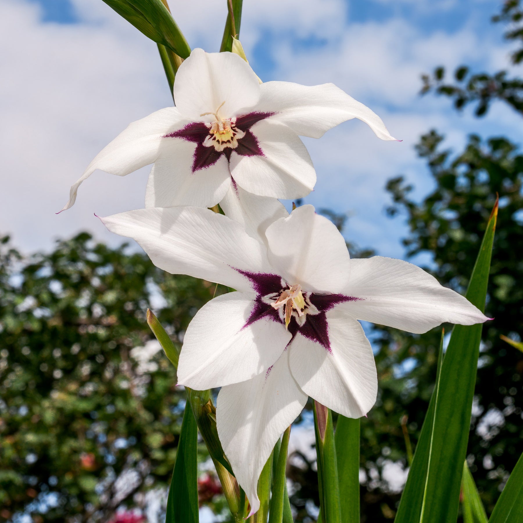 Abyssinische Gladiole (x30) - Willemse