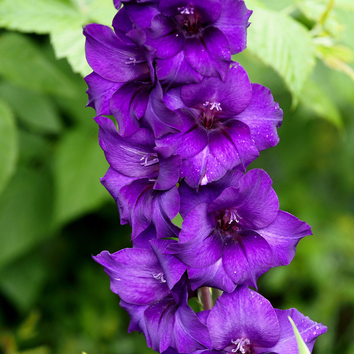 Gladiole ‘Purple Flora’ - Gladiolus Purple Flora - Willemse