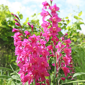 25 Zwerggladiolen rosa - Willemse