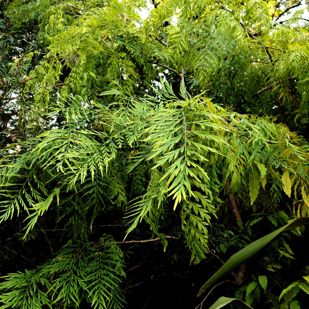 Australische Seideneiche - Grevillea robusta - Willemse