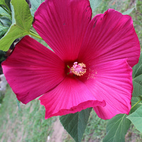 Sumpf-Hibiskus - Willemse