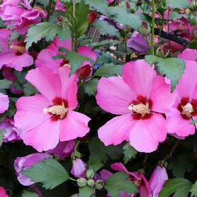 Hibiskus Flower Tower Ruby® - Willemse