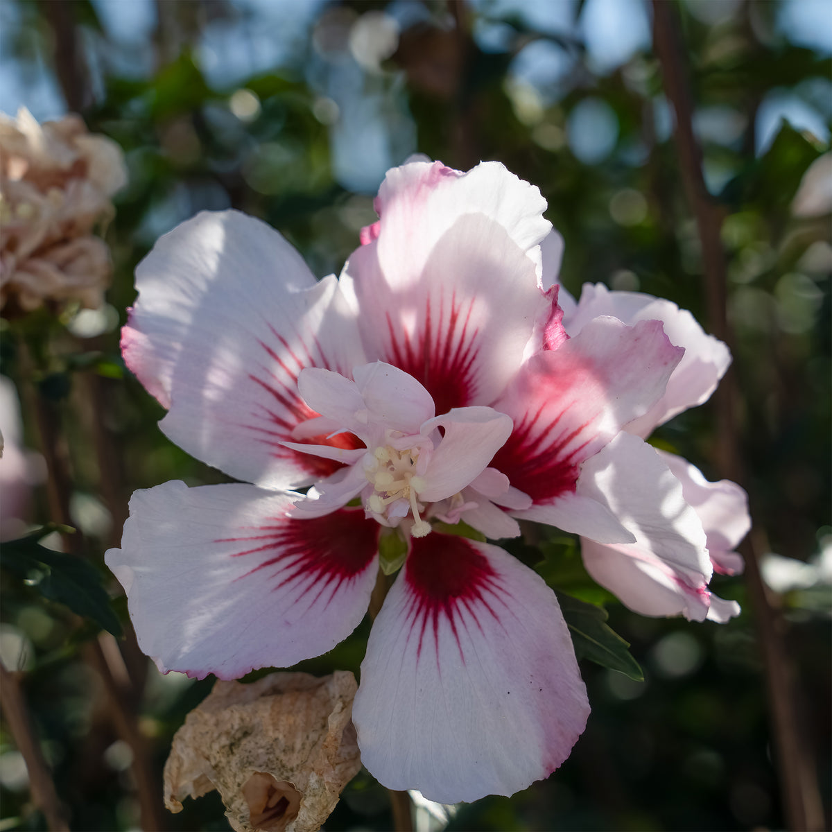 Hibiskus Starbust Chiffon® - Willemse