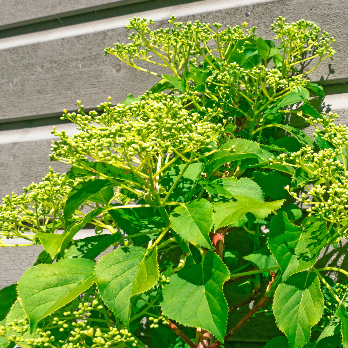 Kletterhortensie ‘Crug Coral’ - Hydrangea anomala Crug Coral - Willemse