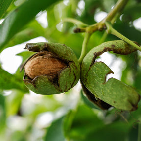 Juglans regia Chandler - Walnuss ‘Chandler’ - Walnuss