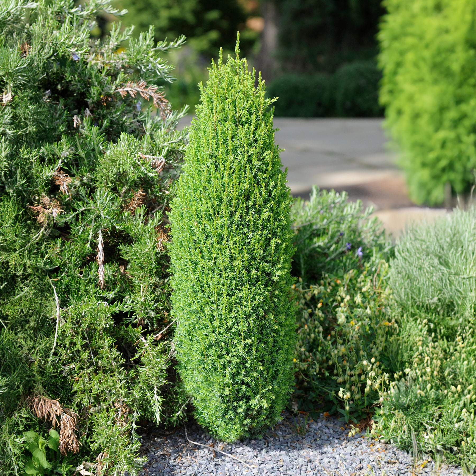 Gemeiner Wacholder Sentinel - Juniperus communis Sentinel - Willemse