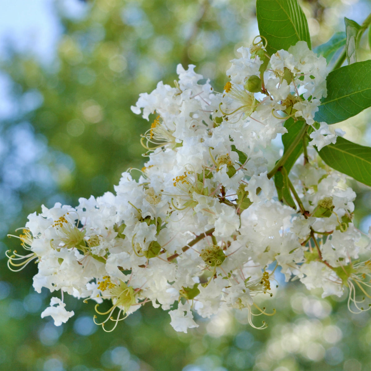 Lagerstroemia indica Natchez - Indischer Flieder Natchez - Indischer Flieder