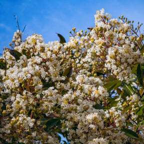 Indischer Flieder Natchez - Lagerstroemia indica Natchez - Willemse