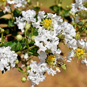 Indischer Flieder With Love® Virgin - Lagerstroemia indica With Love® Virgin - Willemse