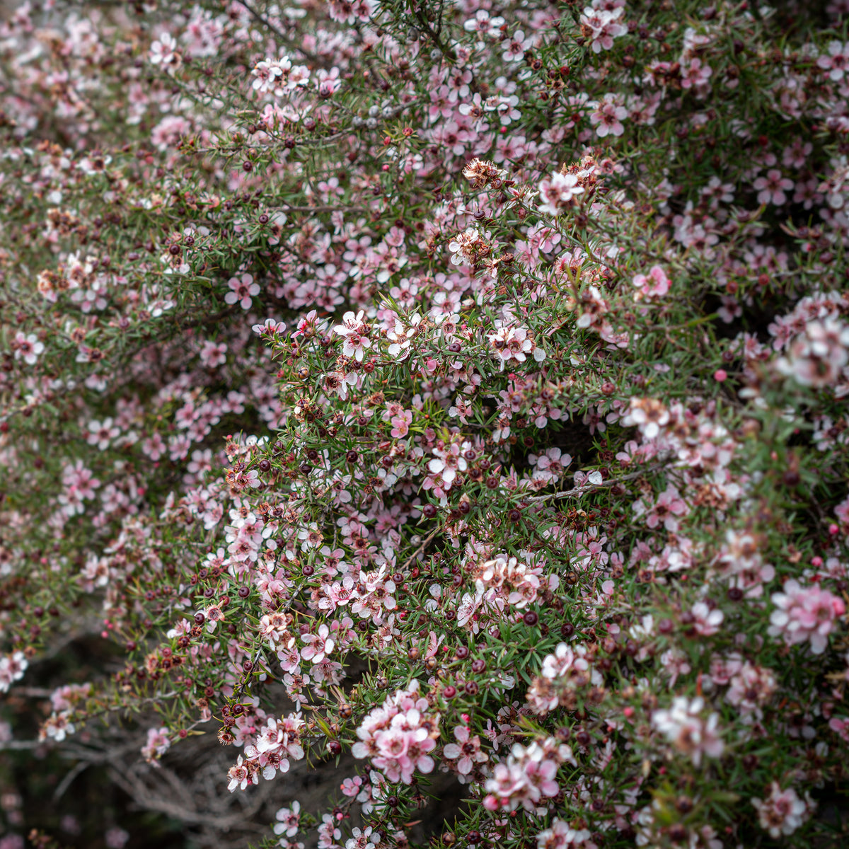 Teebaum 'Martinii' - Leptospermum scoparium Martinii - Willemse