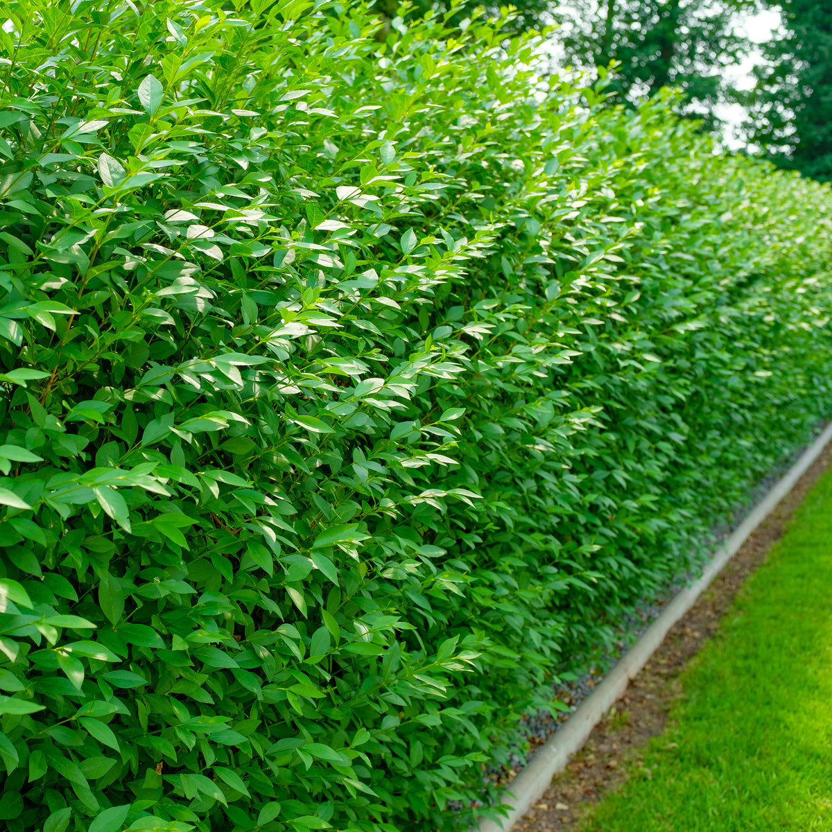 Gemeiner Liguster Atrovirens - Ligustrum vulgare Atrovirens - Willemse