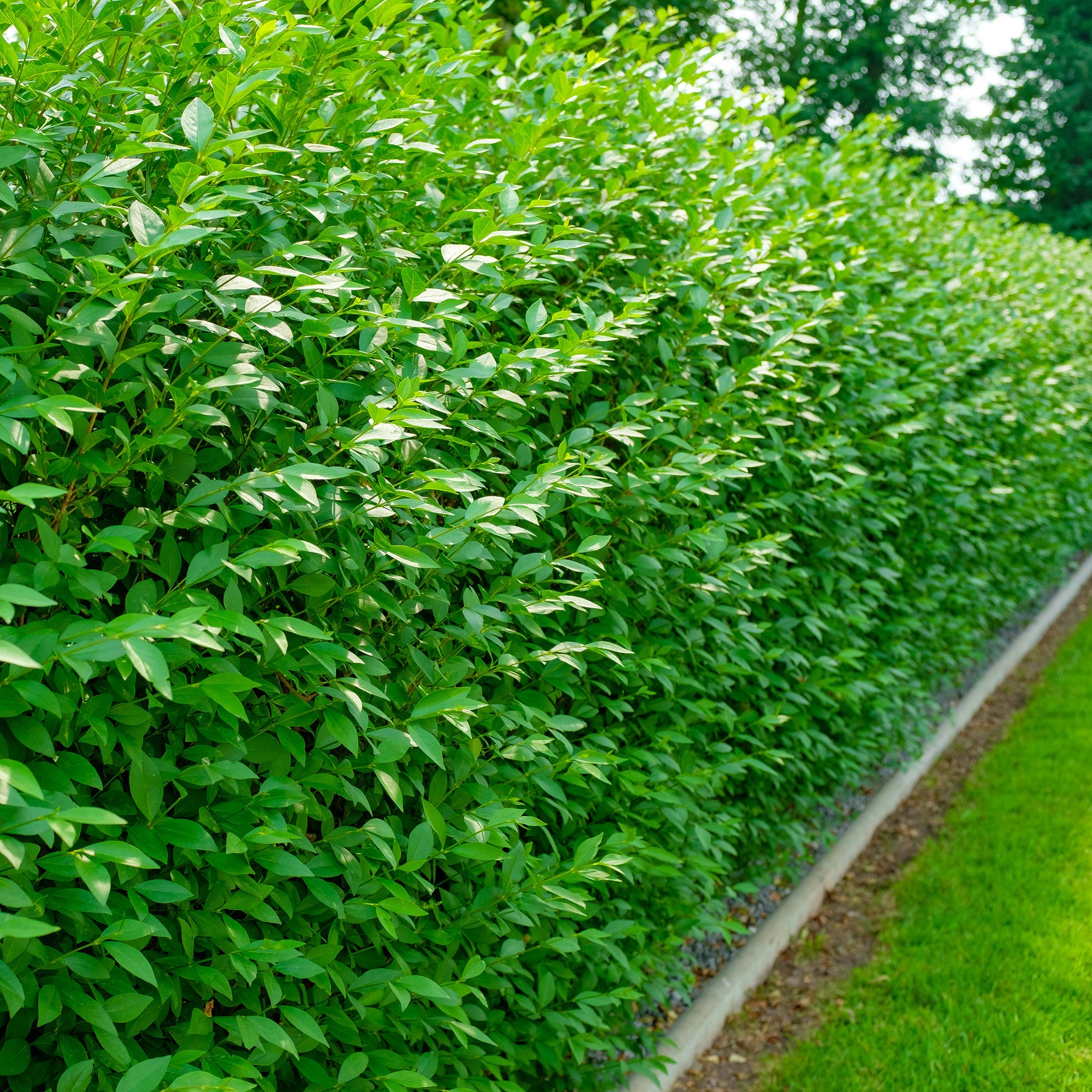 Gemeiner Liguster Atrovirens - Ligustrum vulgare Atrovirens - Willemse