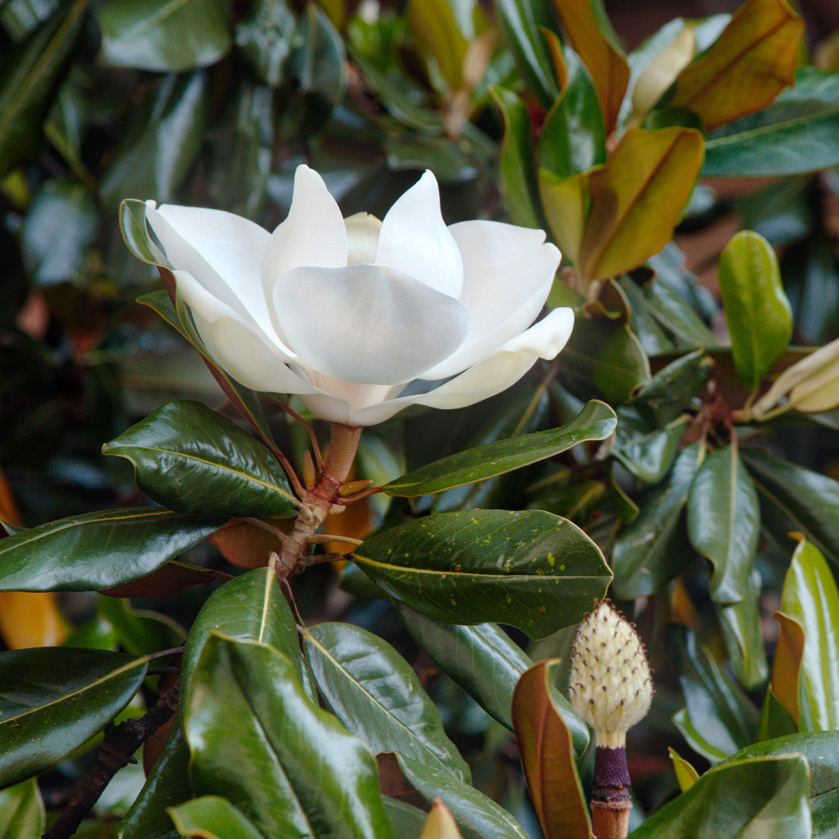 Großblütige Magnolie Little Gem - Willemse