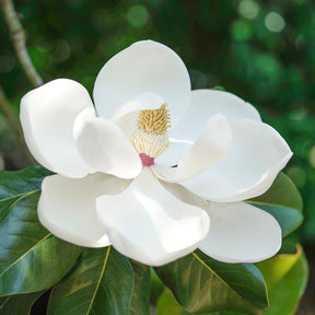 Großblütige Magnolie Little Gem - Magnolia grandiflora Little Gem - Willemse