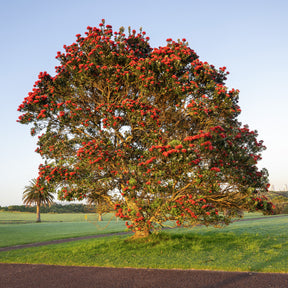 Neuseeländischer Weihnachtsbaum - Willemse