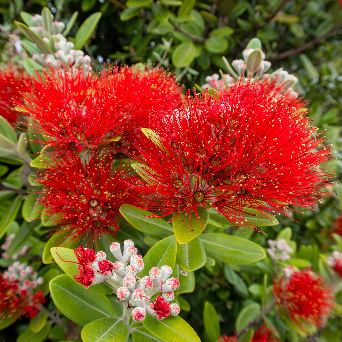 Neuseeländischer Weihnachtsbaum - Metrosideros excelsa - Willemse