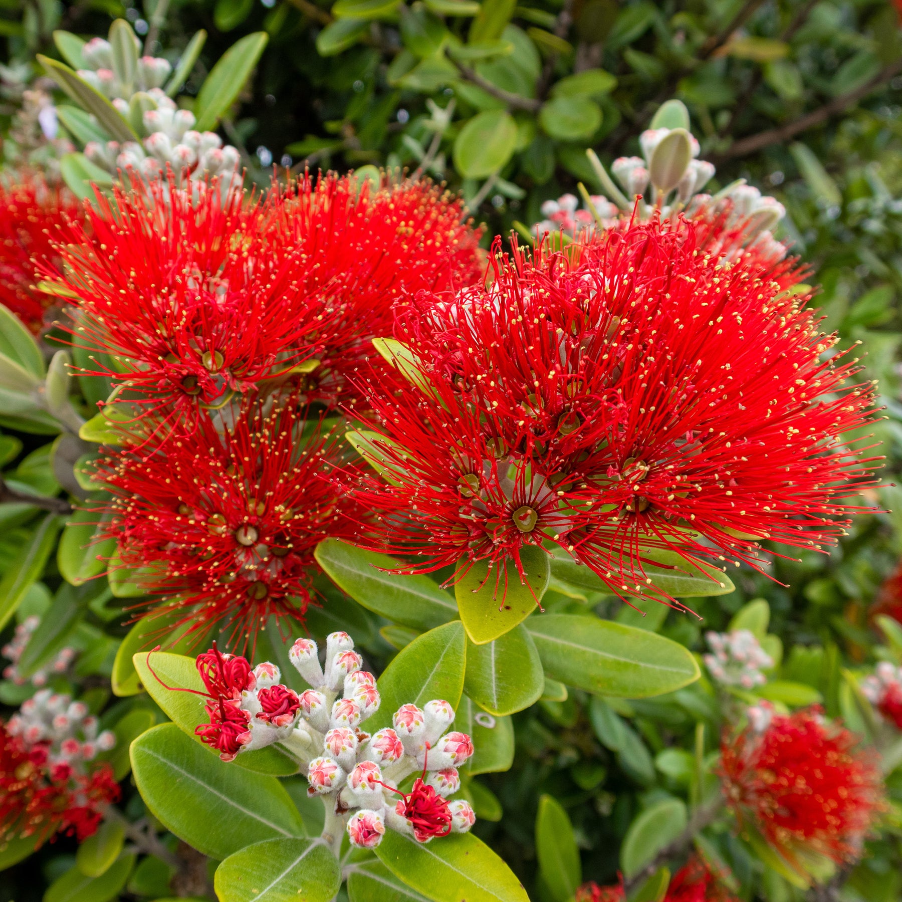 Neuseeländischer Weihnachtsbaum - Metrosideros excelsa - Willemse