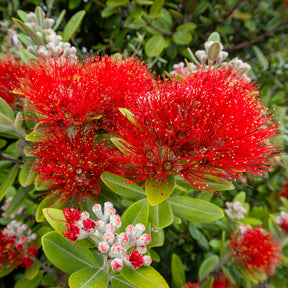 Neuseeländischer Weihnachtsbaum - Metrosideros excelsa - Willemse