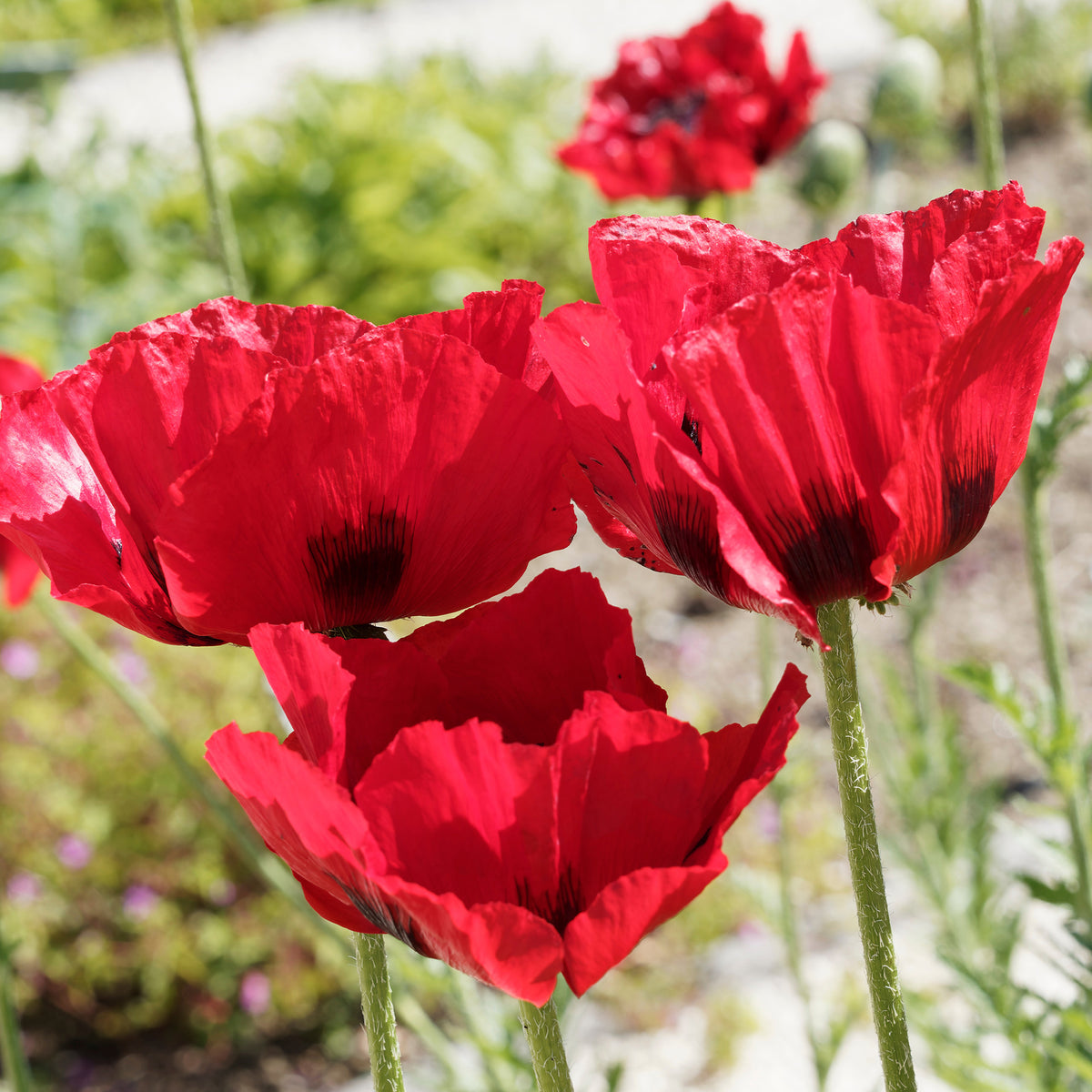 Orientalischer Mohn Royal Chocolate Distinction - Willemse