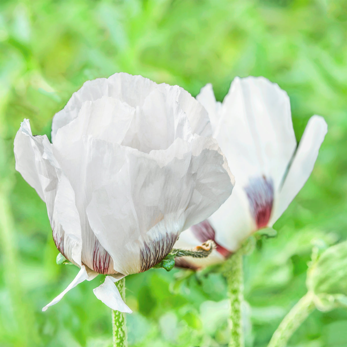 Orientalischer Mohn ‘Royal Wedding’ - Papaver orientale Royal Wedding - Willemse