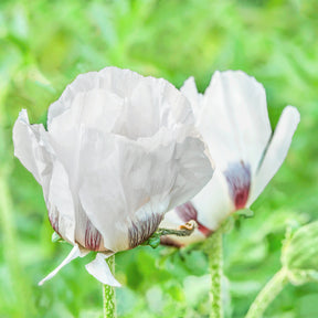 Orientalischer Mohn ‘Royal Wedding’ - Papaver orientale Royal Wedding - Willemse